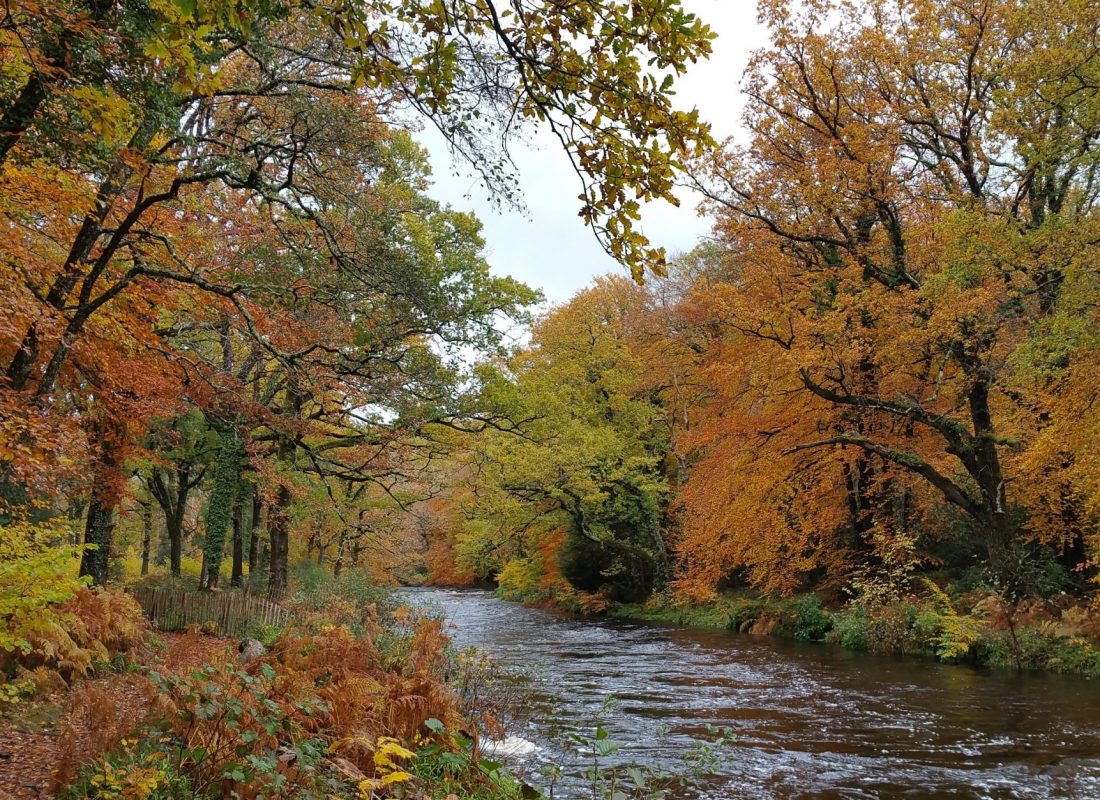 River Dart, Hembury Woods