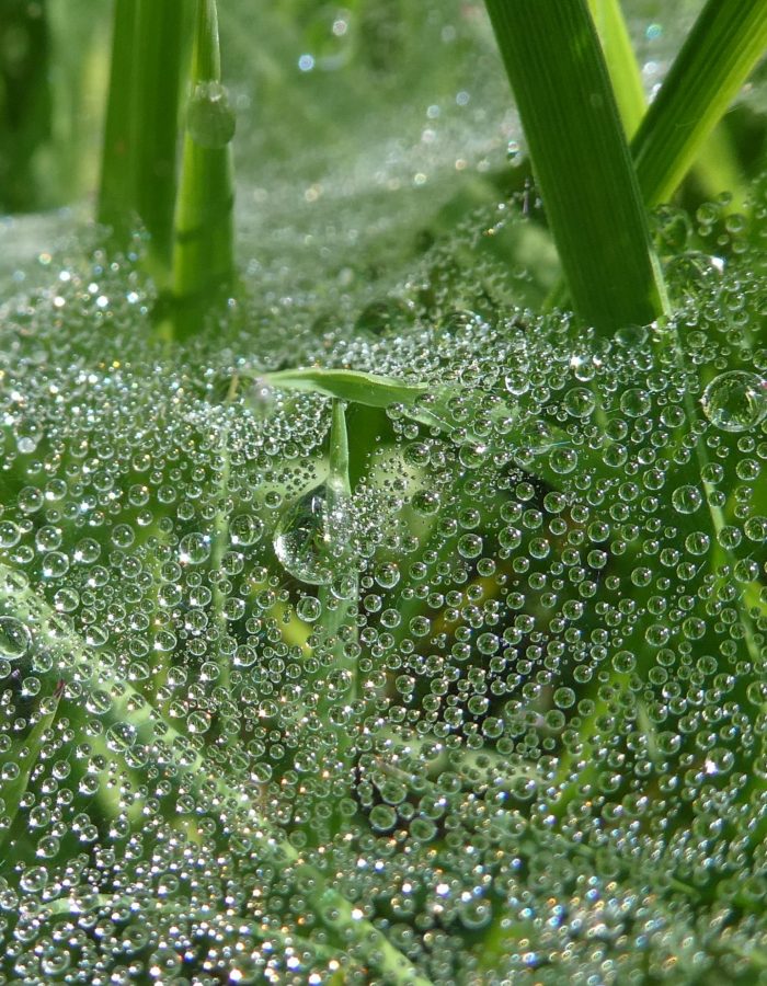 P1143458-Portrait Crop